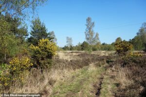 Man in his 20s ‘is grabbed by stranger and raped in broad daylight at nature reserve’