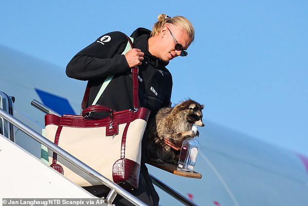 Erling Haaland returns home to hero’s welcome – bringing a £560 taxidermied RACCOON with him – before joining Norway fans in one last Viking Row celebration to toast country’s best ever World Cup run