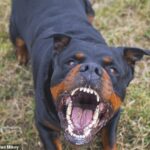 Horror as man is mauled to death by his own dog at NSW home before police euthanise animal