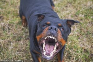 Horror as man is mauled to death by his own dog at NSW home before police euthanise animal