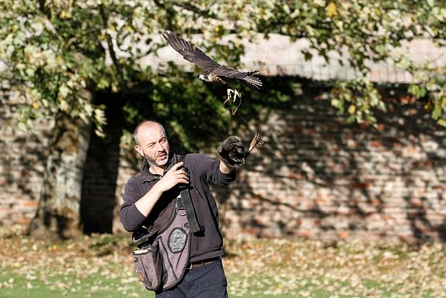 Railway museum axes its free family birds of prey display after vegan activists and animal right groups complained eagles and owls would be ‘forced to perform unnatural behaviour’