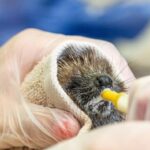 Hedgehogs and foxes are being taken to animal rescue centres with suspected heatstroke as temperatures soar across the UK