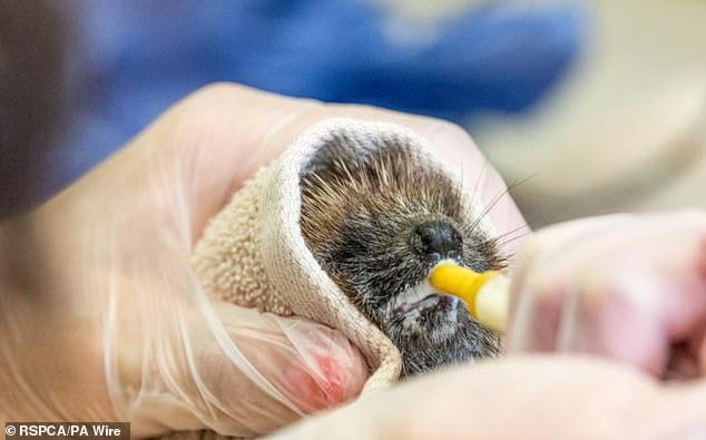 Hedgehogs and foxes are being taken to animal rescue centres with suspected heatstroke as temperatures soar across the UK