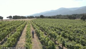 California wineries are now BURNING their vineyards after slump in sales caused by healthy living and switch to trendy drinks like spiked seltzer