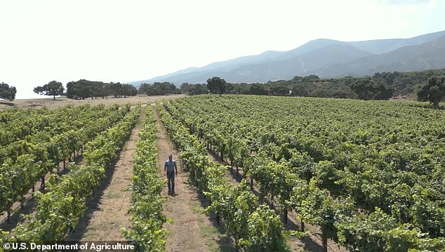 California wineries are now BURNING their vineyards after slump in sales caused by healthy living and switch to trendy drinks like spiked seltzer