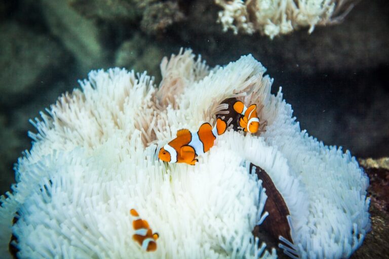 Great Barrier Reef still in hot water, nature law critical for reef’s future