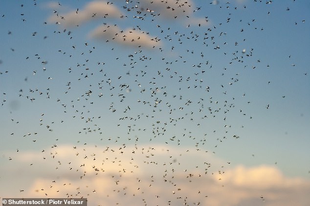 Invasion of the flying ants! Swarms plaguing Britain are being mistaken for RAIN on weather maps
