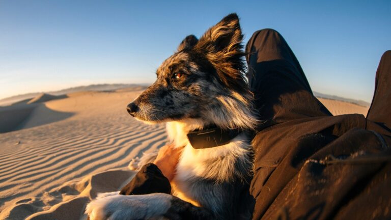 Your lost dog can now call home with the world’s 1st satellite-connected dog collar