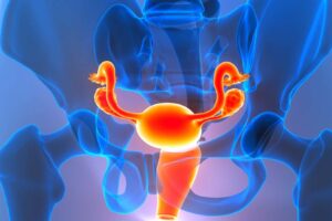 Ovaries may turn into an ‘immune-like organ’ after the menopause