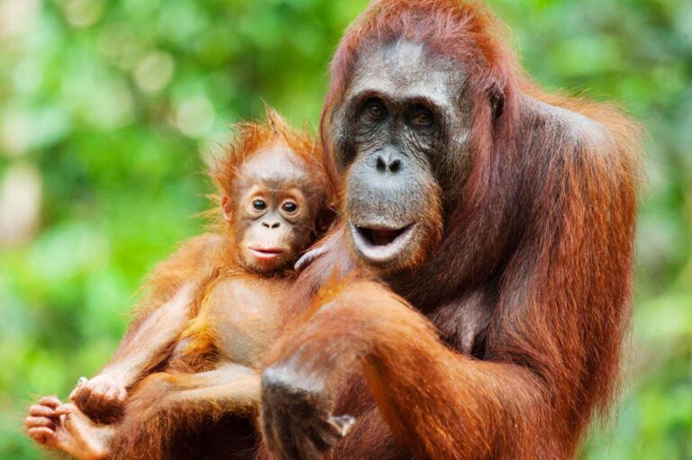 Orangutan mothers seem to plan playdates for their offspring