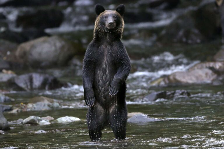 Brown Bear Encounter Leaves 4 Climbers Stranded on 7,000-Foot Mountain Before They're Airlifted to Safety