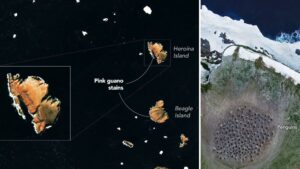 Satellites spy penguin poop on Danger Islands photo of the day for July 30, 2026