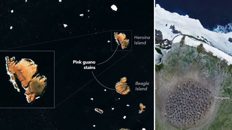 Satellites spy penguin poop on Danger Islands photo of the day for July 30, 2026