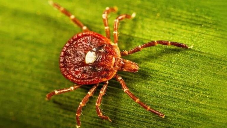 Deadly meat allergies from tick bites are on the rise. Should you be worried?