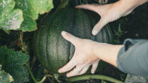 Farmers learn how to grow crops with dramatically less water » Yale Climate Connections