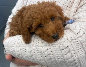 ‘I didn’t understand the extreme nature of how they breed these puppies’: Two heartbroken families break silence after two tiny cavapoo pups die within days of being brought home from notorious puppy farm