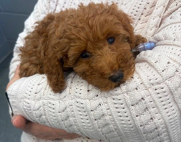 ‘I didn’t understand the extreme nature of how they breed these puppies’: Two heartbroken families break silence after two tiny cavapoo pups die within days of being brought home from notorious puppy farm