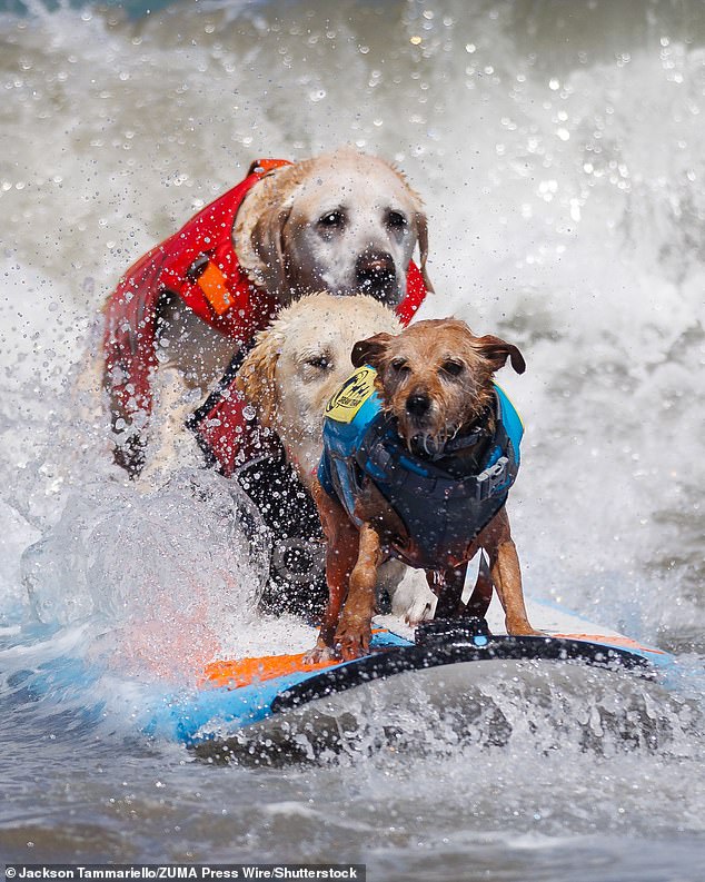 Surf’s up! Pooches take to their boards for World Dog Surfing Championships