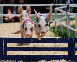 Where pigs fly? Animals compete in race at fair