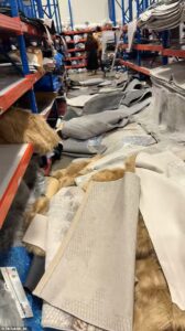 Chaos in the aisles as ‘real life Temu’ store launches in Brisbane on the site of a former Bunnings