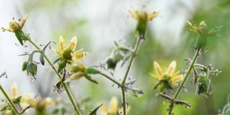 Newly discovered carnivorous plant is as deceptive as it is deadly
