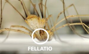 Daddy long legs perform fellatio—and other wild facts about how these arachnids mate