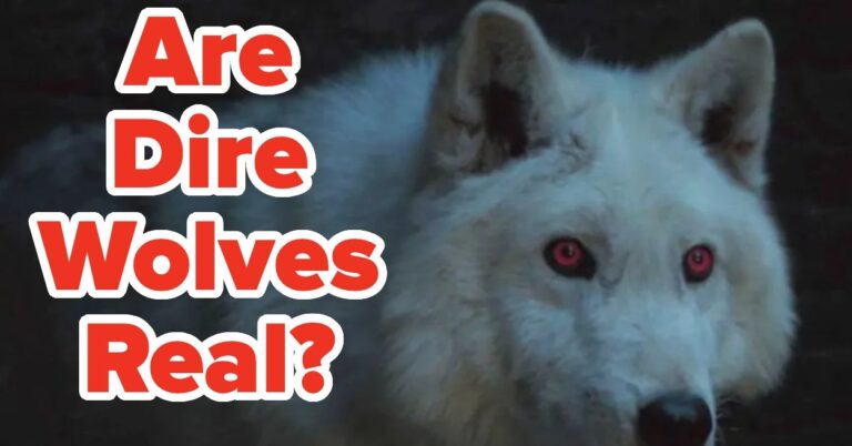Are These Animals From Movies And TV Shows Real Or Fictional?