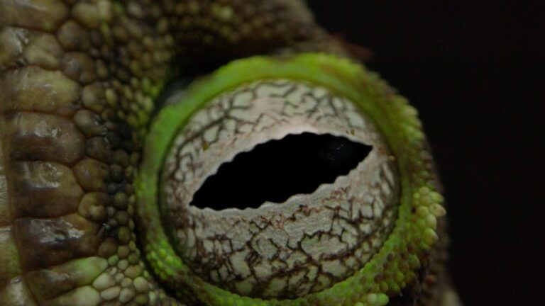 A Disturbing Look at Reptile Smuggling, Betrayal, and Corruption