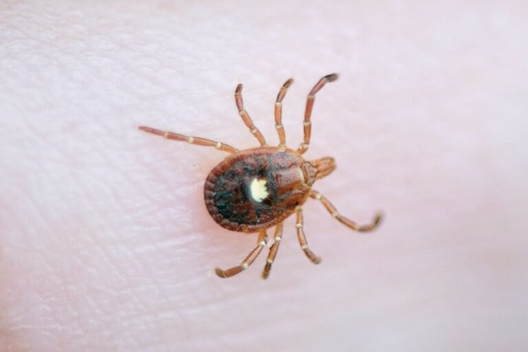 First Case of Bourbon Virus, Which Is Untreatable and Potentially Fatal, Confirmed in New York