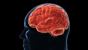 Your brain may be wired to regain lost weight